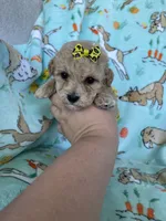 Teacup Bonnie , a female Poodle - Toy  for sale in Fort Myers, FL – Photo 3 of 7