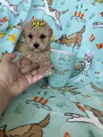 Teacup Bonnie , a female Poodle - Toy  for sale in Fort Myers, FL – Photo 6 of 7