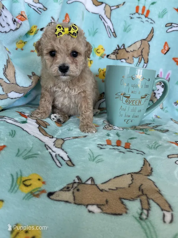 Teacup Bonnie  – Poodle - Toy  puppy for sale in Fort Myers, FL