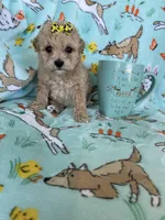 Teacup Bonnie , a female Poodle - Toy  for sale in Fort Myers, FL – Photo 1 of 7