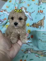 Teacup Bonnie , a female Poodle - Toy  for sale in Fort Myers, FL – Photo 7 of 7