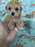 Teacup Bonnie , a female Poodle - Toy  for sale in Fort Myers, FL – Photo 2 of 7