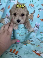Teacup Bonnie , a female Poodle - Toy  for sale in Fort Myers, FL – Photo 4 of 7