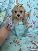 Teacup Bonnie , a female Poodle - Toy  for sale in Fort Myers, FL – Photo 5 of 7