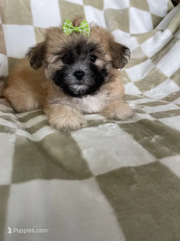 Daisy  – Maltipoo puppy for sale in Fort Myers, FL