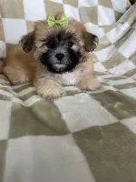 Daisy , a female Maltipoo for sale in Fort Myers, FL – 1 of 6