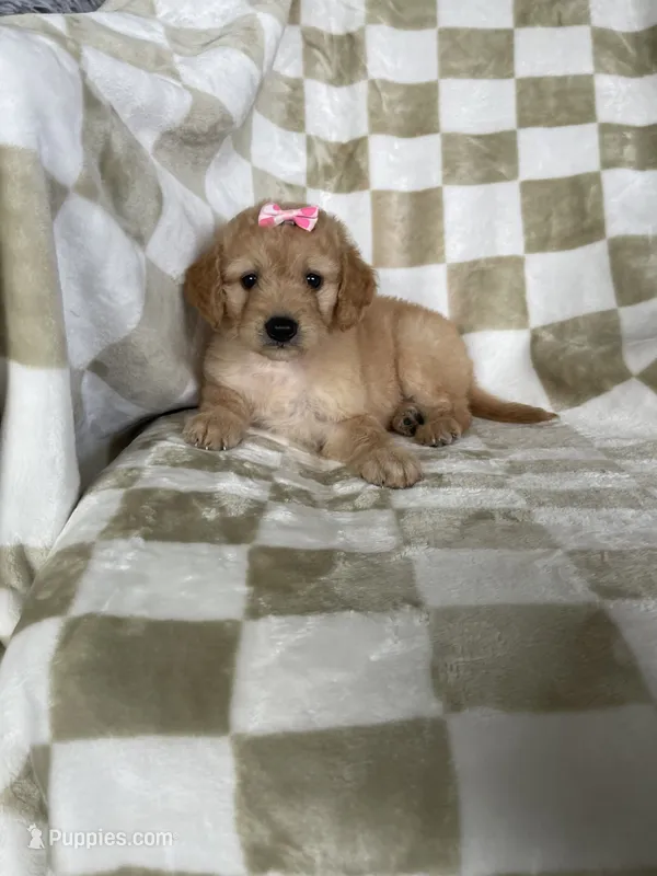 Phoebe  – Miniature Goldendoodle puppy for sale in Fort Myers, FL