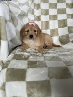 Phoebe , a male Miniature Goldendoodle for sale in Fort Myers, FL – 1 of 7