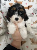Biscuit , a male Cavapoo for sale in Fort Myers, FL – 5 of 6
