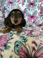 Murphy, a male Miniature Dachshund for sale in Fort Myers, FL – 3 of 6
