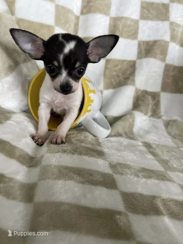 Teacup Leah  – Chihuahua puppy for sale in Fort Myers, FL