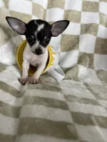 Teacup Leah , a female Chihuahua for sale in Fort Myers, FL – 1 of 9