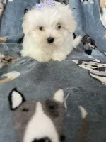 Teacup Dove, a female Maltese for sale in Fort Myers, FL – 3 of 6