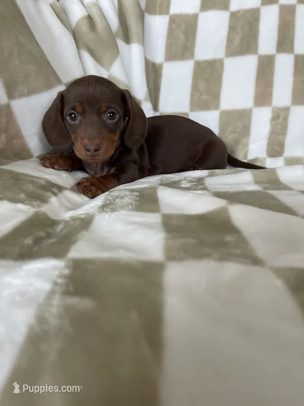 Churro – Miniature Dachshund puppy for sale in Fort Myers, FL