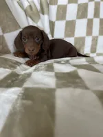 Churro, a male Miniature Dachshund for sale in Fort Myers, FL – 1 of 9
