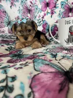 Millie , a female Yorkshire Terrier for sale in Fort Myers, FL – 3 of 8