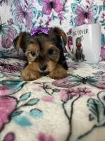 Minnie , a female Yorkshire Terrier for sale in Fort Myers, FL – 3 of 8