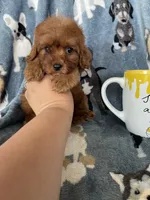 Chili, a male Cavapoo for sale in Fort Myers, FL – 4 of 8