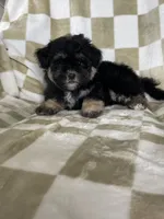 Shadow , a male Maltipoo for sale in Fort Myers, FL – 2 of 7
