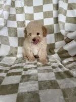 Toby, a male Poodle - Toy  for sale in Fort Myers, FL – 6 of 7