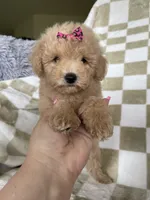 Maple , a female Poodle - Toy  for sale in Fort Myers, FL – 3 of 7