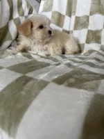 Ollie, a male Maltipoo for sale in Fort Myers, FL – 3 of 6