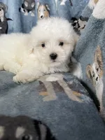 Cotton, a male Maltese for sale in Fort Myers, FL – 2 of 8