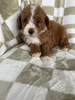 Cinnamon , a male Poodle - Toy  for sale in Fort Myers, FL – 3 of 7