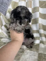 Biscuit , a male Poodle - Toy  for sale in Fort Myers, FL – 4 of 7