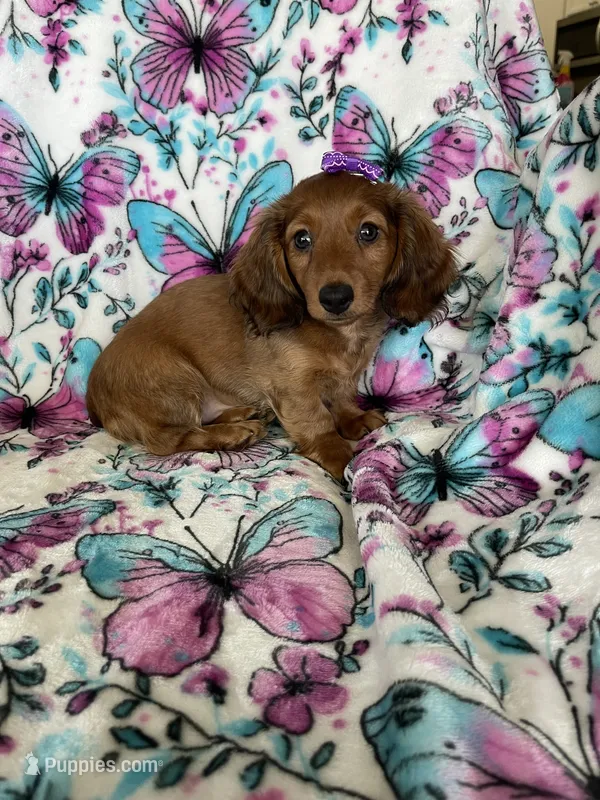 Sadie – Miniature Dachshund puppy for sale in Fort Myers, FL