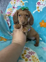 Dotty, a female Miniature Dachshund for sale in Fort Myers, FL – 5 of 7