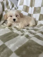 Ollie, a male Maltipoo for sale in Fort Myers, FL – 4 of 6