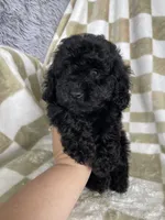 Shadow, a male Poodle - Toy  for sale in Fort Myers, FL – 2 of 6