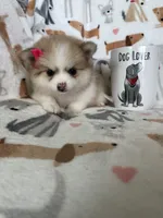 Buttercup , a female Pomeranian for sale in Fort Myers, FL – 7 of 7