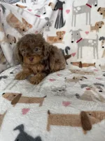 Red Merle Ollie, a male Cavapoo for sale in Fort Myers, FL – 6 of 6