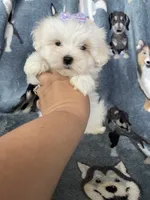 Teacup Dove, a female Maltese for sale in Fort Myers, FL – 5 of 6