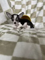 Teacup Louie , a male Chihuahua for sale in Fort Myers, FL – 5 of 7