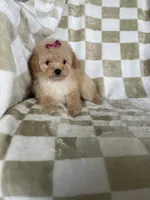 Stella , a female Poodle - Toy  for sale in Fort Myers, FL – 6 of 7