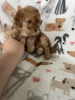 Leo, a male Cavapoo for sale in Fort Myers, FL – 6 of 6