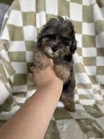 Waffles , a male Poodle - Toy  for sale in Fort Myers, FL – 3 of 5
