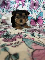 Benny, a male Yorkshire Terrier for sale in Fort Myers, FL – 4 of 8