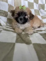 Daisy , a female Maltipoo for sale in Fort Myers, FL – 3 of 6