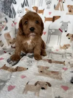 Blaze , a male Cavapoo for sale in Fort Myers, FL – 2 of 5