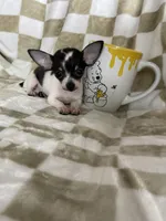 Teacup Leah , a female Chihuahua for sale in Fort Myers, FL – 6 of 9