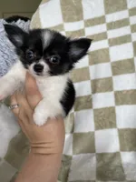 Bandit, a male Chihuahua for sale in Fort Myers, FL – 4 of 8