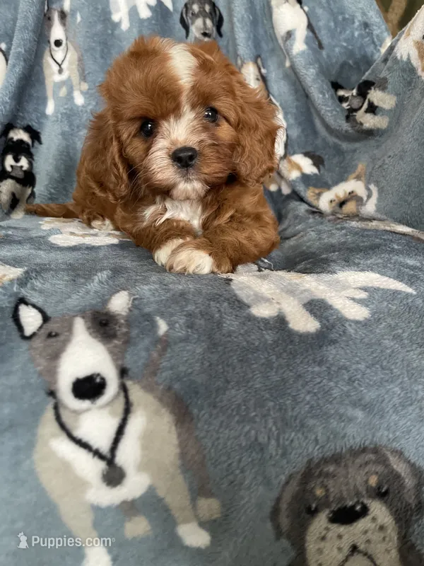 Paprika – Cavapoo puppy for sale in Fort Myers, FL