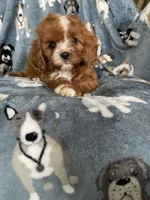 Paprika, a male Cavapoo for sale in Fort Myers, FL – 3 of 5