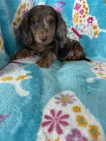 Spot, a male Miniature Dachshund for sale in Fort Myers, FL – 6 of 8