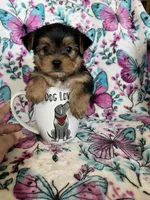 Benny, a male Yorkshire Terrier for sale in Fort Myers, FL – 7 of 8