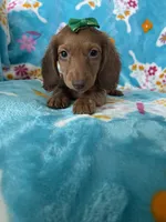 Dotty, a female Miniature Dachshund for sale in Fort Myers, FL – 4 of 7